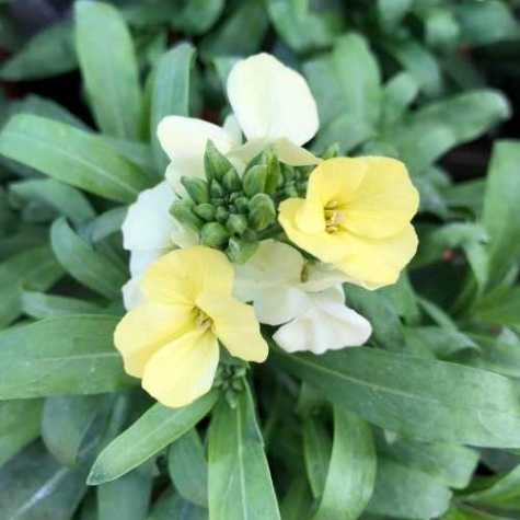 Wallflower Pot Mixed Colours