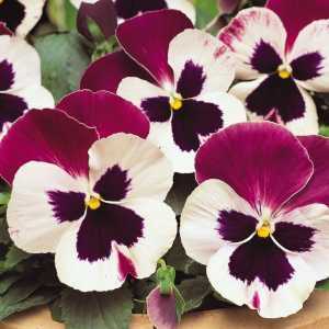 Pansy 9cm Potted Plants