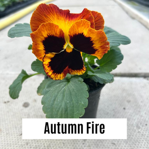 Pansy 9cm Potted Plants