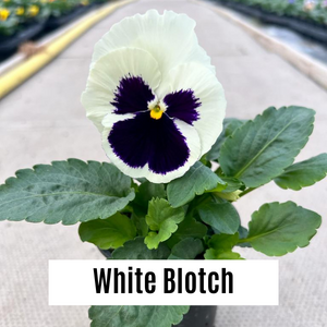 Pansy 9cm Potted Plants