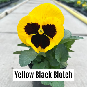 Pansy 9cm Potted Plants
