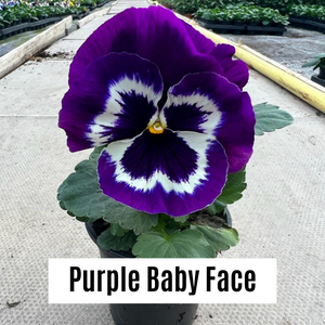 Pansy 9cm Potted Plants