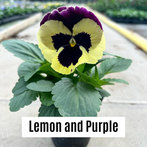 Pansy 9cm Potted Plants