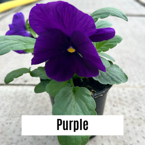 Pansy 9cm Potted Plants