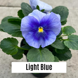 Pansy 9cm Potted Plants