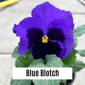 Pansy 9cm Potted Plants