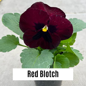 Pansy 9cm Potted Plants