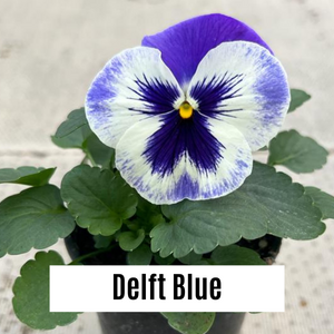 Pansy 9cm Potted Plants