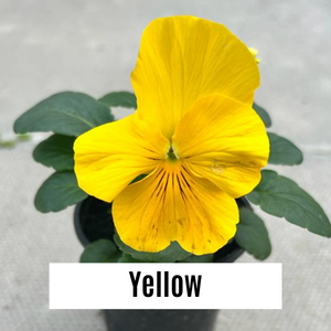 Pansy 9cm Potted Plants