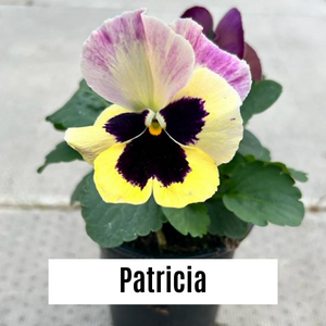 Pansy 9cm Potted Plants