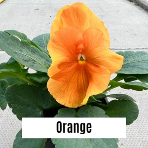 Pansy 9cm Potted Plants
