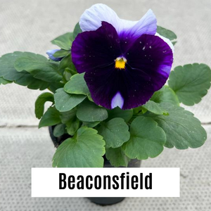 Pansy 9cm Potted Plants