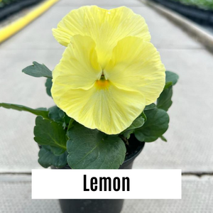 Pansy 9cm Potted Plants