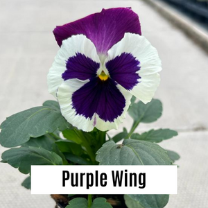 Pansy 9cm Potted Plants