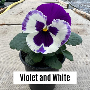 Pansy 9cm Potted Plants