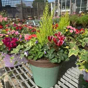 Mixed Autumn Winter Patio Tub