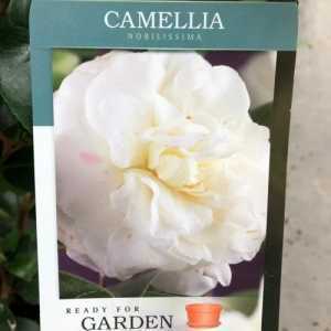 Camellia Japonica Nobilissima