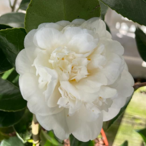 Camellia Japonica Nobilissima