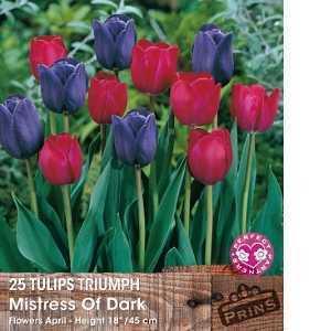 25 Tulips Triumph 'Mistress Of Dark'