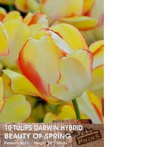 Tulip Bulbs Darwin Hybrid Beauty of Spring 10 Per Pack