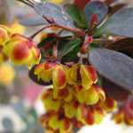 Berberis Ottawensis Auricoma