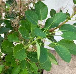 Cotinus coggygria Young Lady Smoke Bush