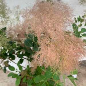 Cotinus coggygria Young Lady Smoke Bush