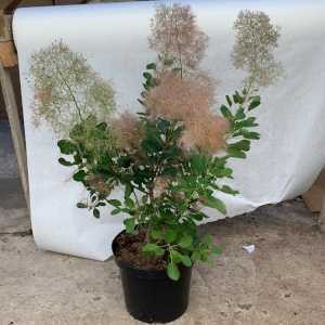 Cotinus coggygria Young Lady Smoke Bush