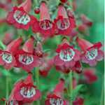 Penstemon Volcano 