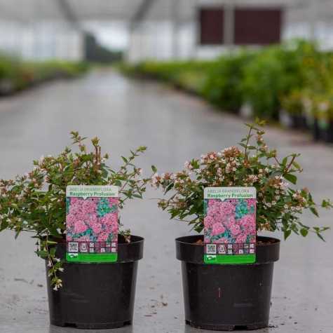 Abelia Grandiflora 'Raspberry Profusion'