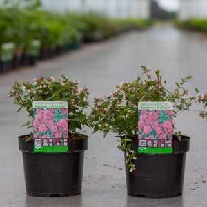 Abelia Grandiflora 'Raspberry Profusion'