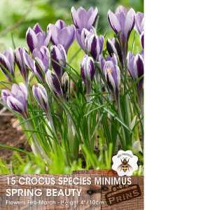 Crocus Species Minimus Spring Beauty Bulbs 15 Per Pack