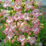 Penstemon Volcano 