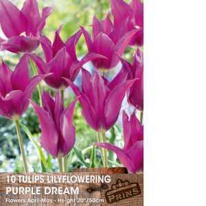 Tulips Bulbs Lilyflowering Purple Dream 10 Per Pack