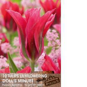 Tulips Bulbs Viridiflora Doll's Minuet 10 Per Pack