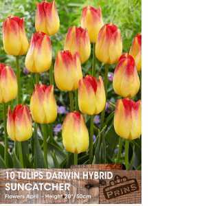 Tulip Bulbs Darwin Hybrid Suncatcher 10 Per Pack
