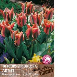 Tulip Bulbs Viridiflora Artist 10 Per Pack