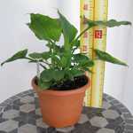 Zantedeschia Green Goddess (Arum Lily) 3Ltr