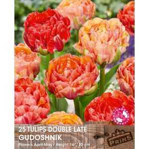 Tulip Bulbs Double Late Gudosnick 25 Per Pack