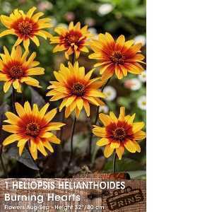 Heliopsis Bulbs Helianthoides Burning Hearts 1 Per Pack