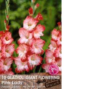 Gladioli Bulbs Giant Flowering Pink Lady Pack of 10