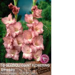 Gladioli Bulbs Giant Flowering Smokey 10 Per Pack