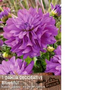Dahlia Bulbs Decorative Bluetiful 1 Per Pack