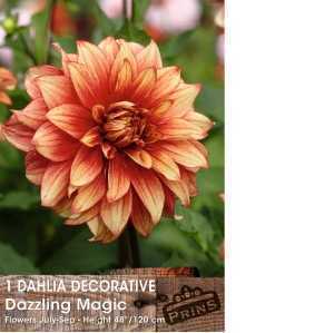 Dahlia Bulbs Decorative Dazzling Magic 1 Per Pack