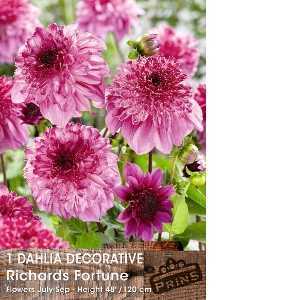 Dahlia Bulbs Decorative Richards Fortune 1 Per Pack