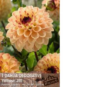 Dahlia Bulbs Decorative Yellow Jill 1 Per Pack