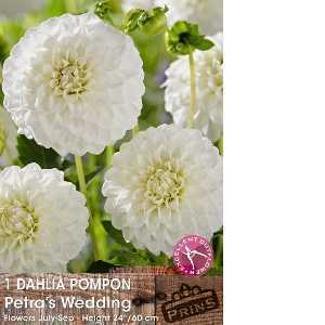 Dahlia Bulbs Pompon Petra's Wedding 1 Per Pack