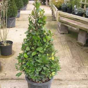 Laurus Nobillis Bay Cone / Pyramid 100-120cm 18ltr