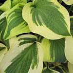 Hosta Fortunei (Plantain Lily)