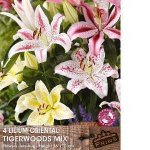 Lilium Bulbs Oriental Tigerwoods Mix 4 Per Pack